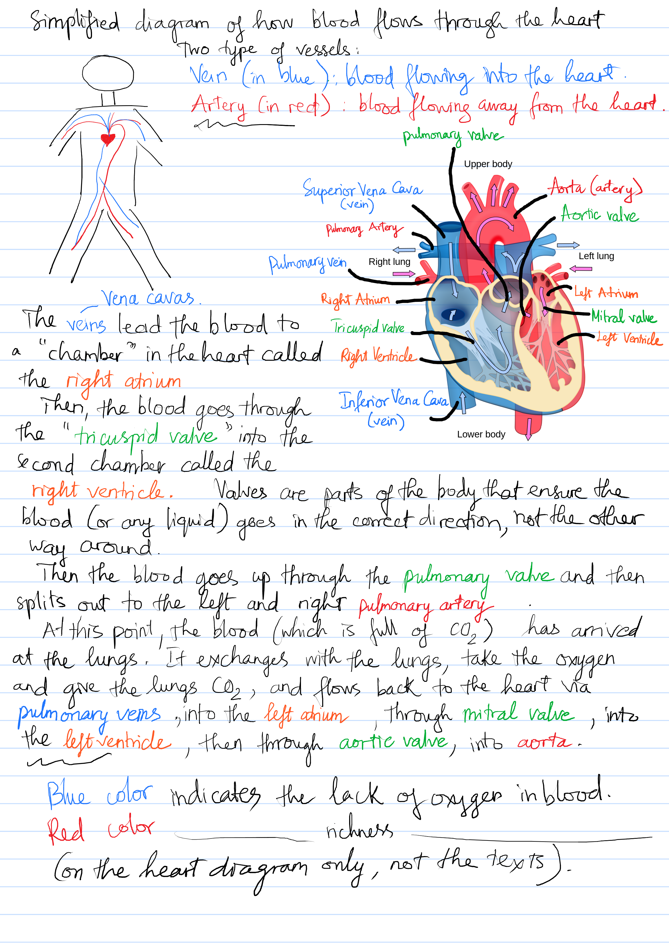 introduction of circulatory system essay